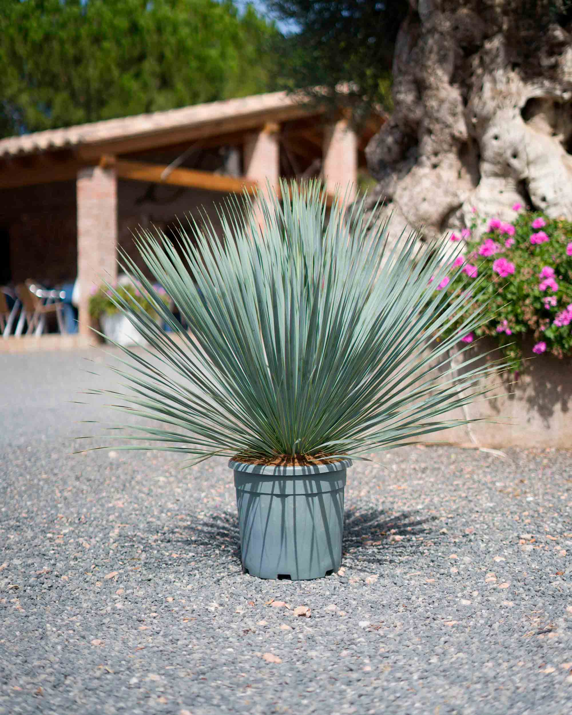 yucca rostrata