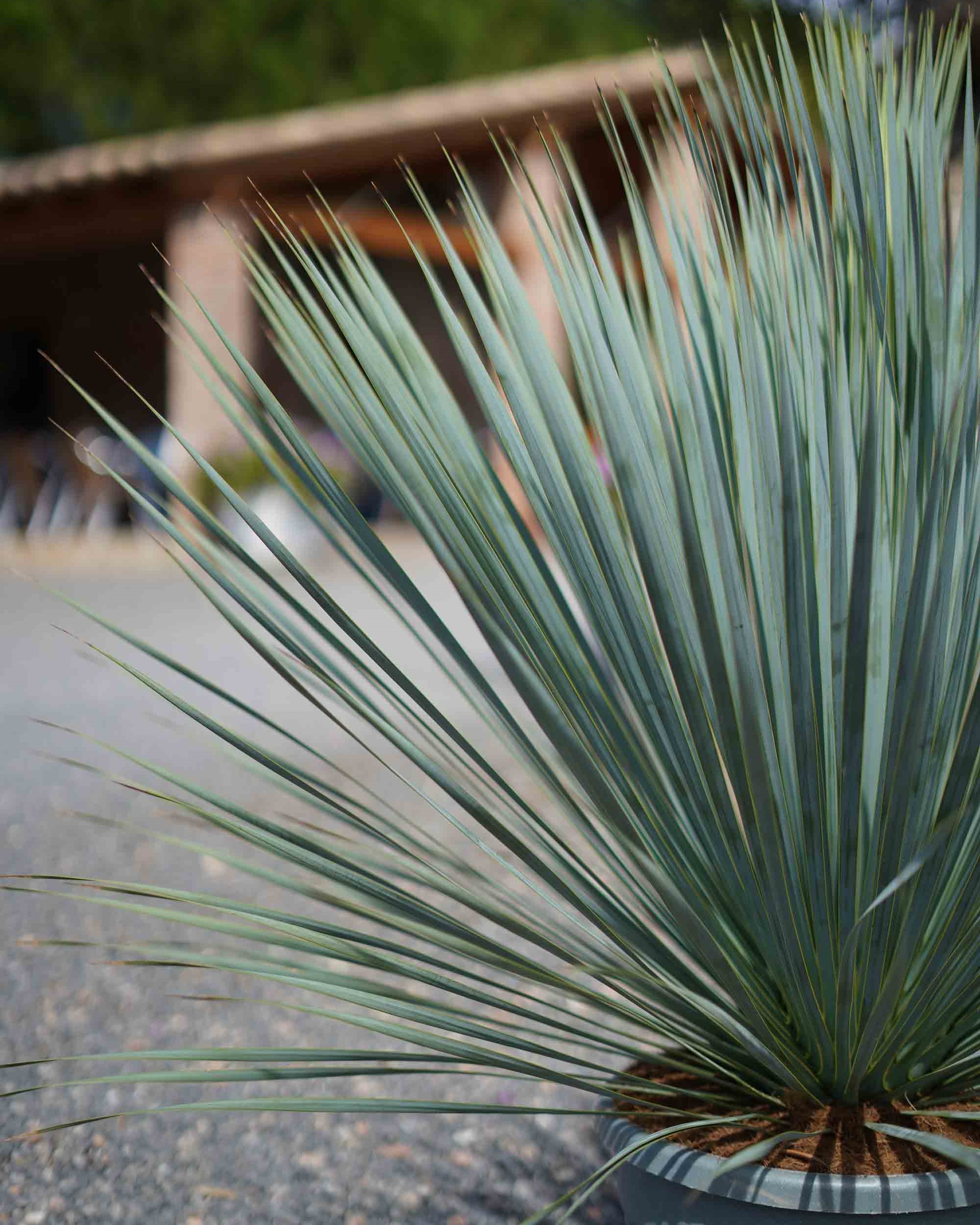yucca rostrata