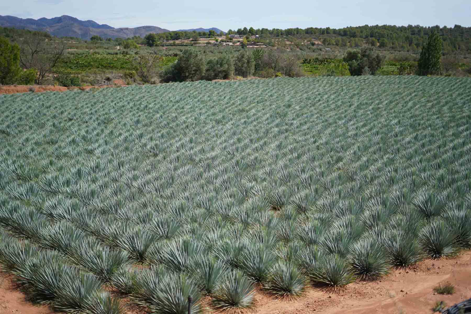yucca rostrata