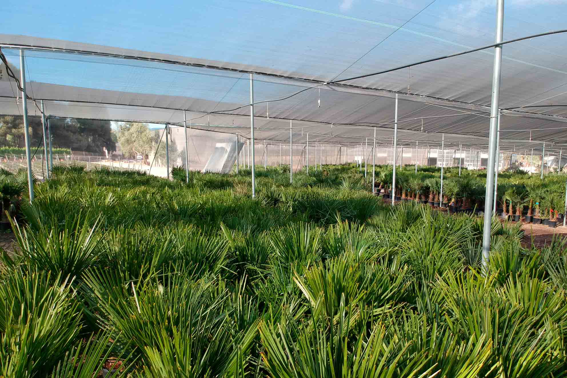 trachycarpus