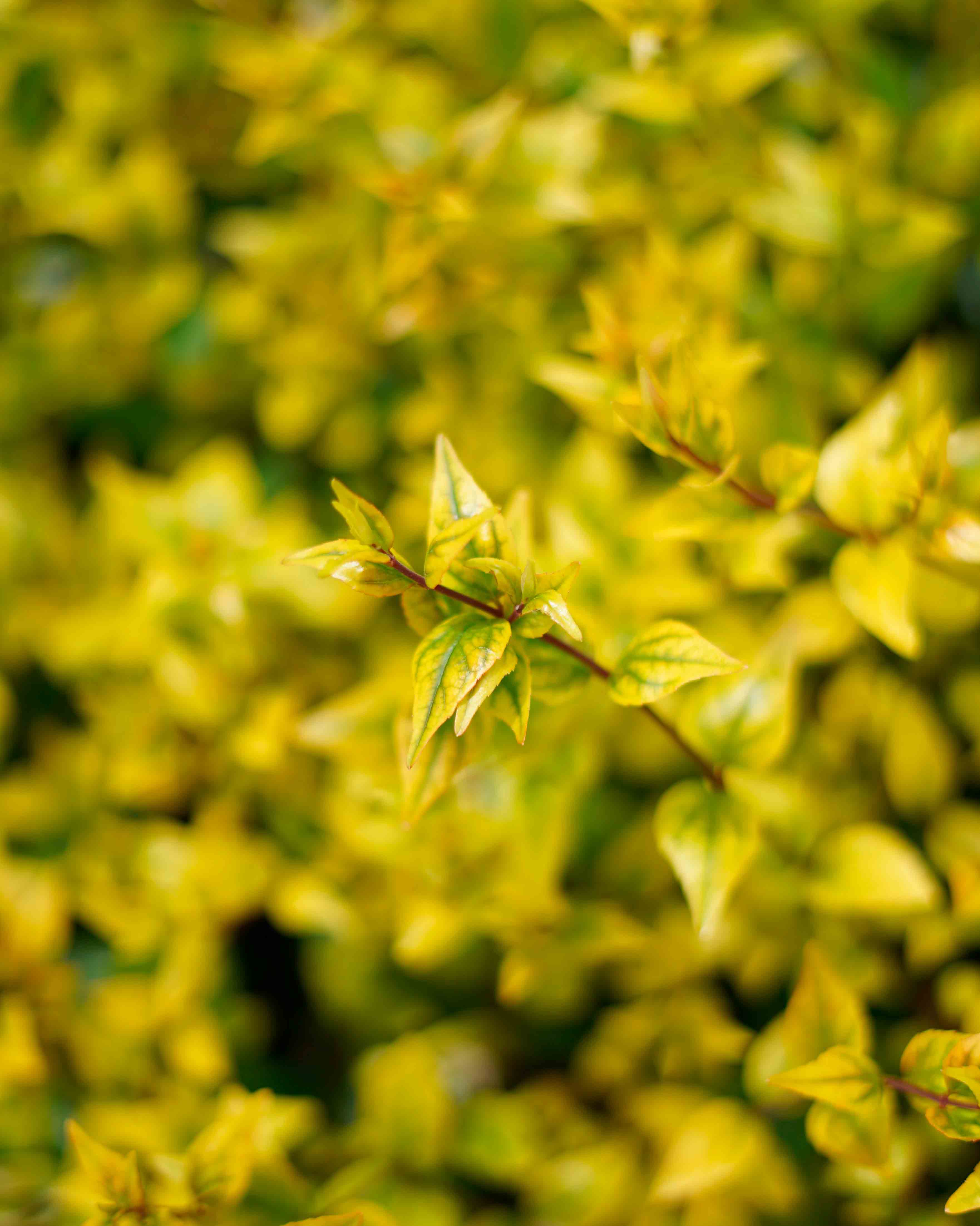abelia