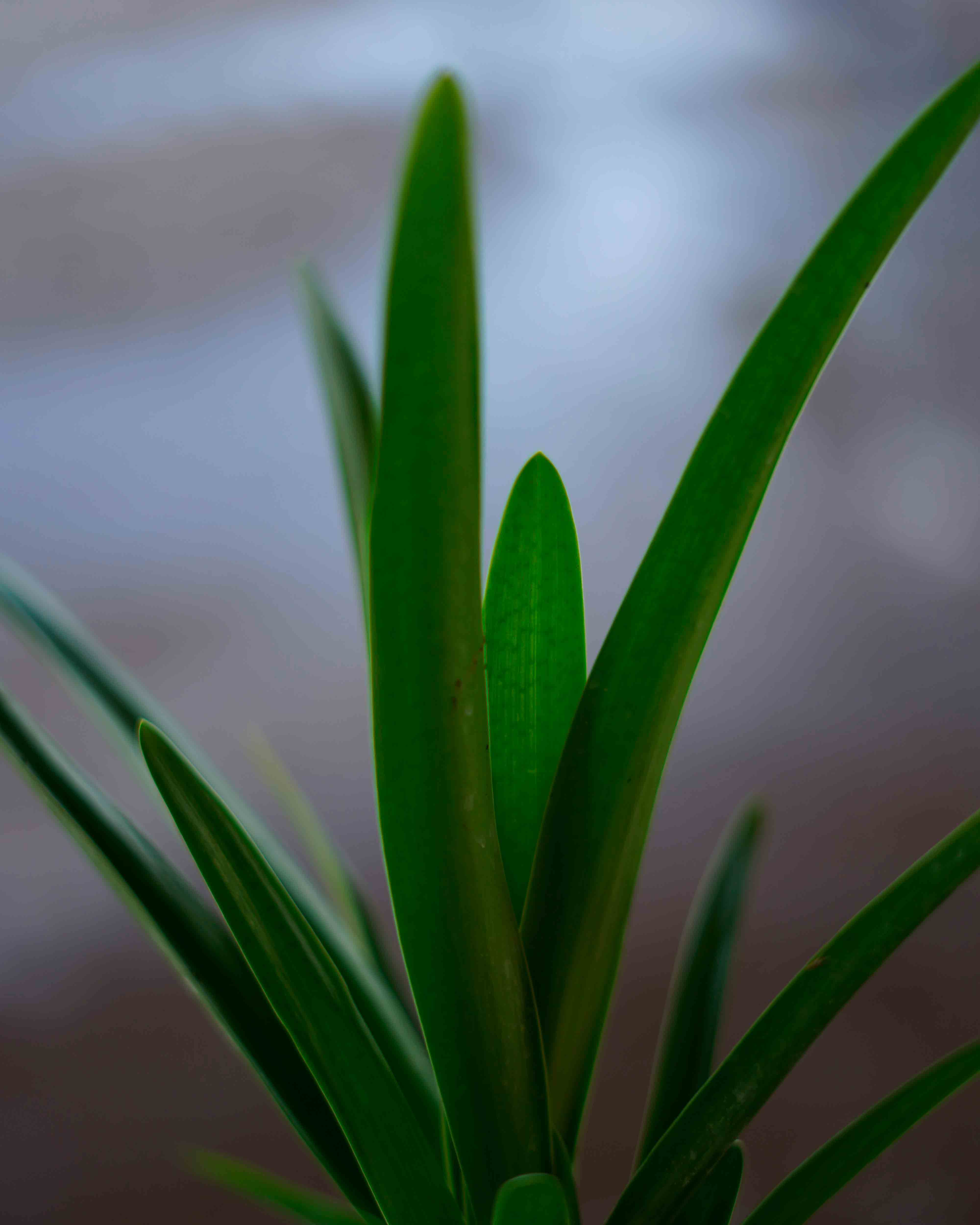 agapanthus