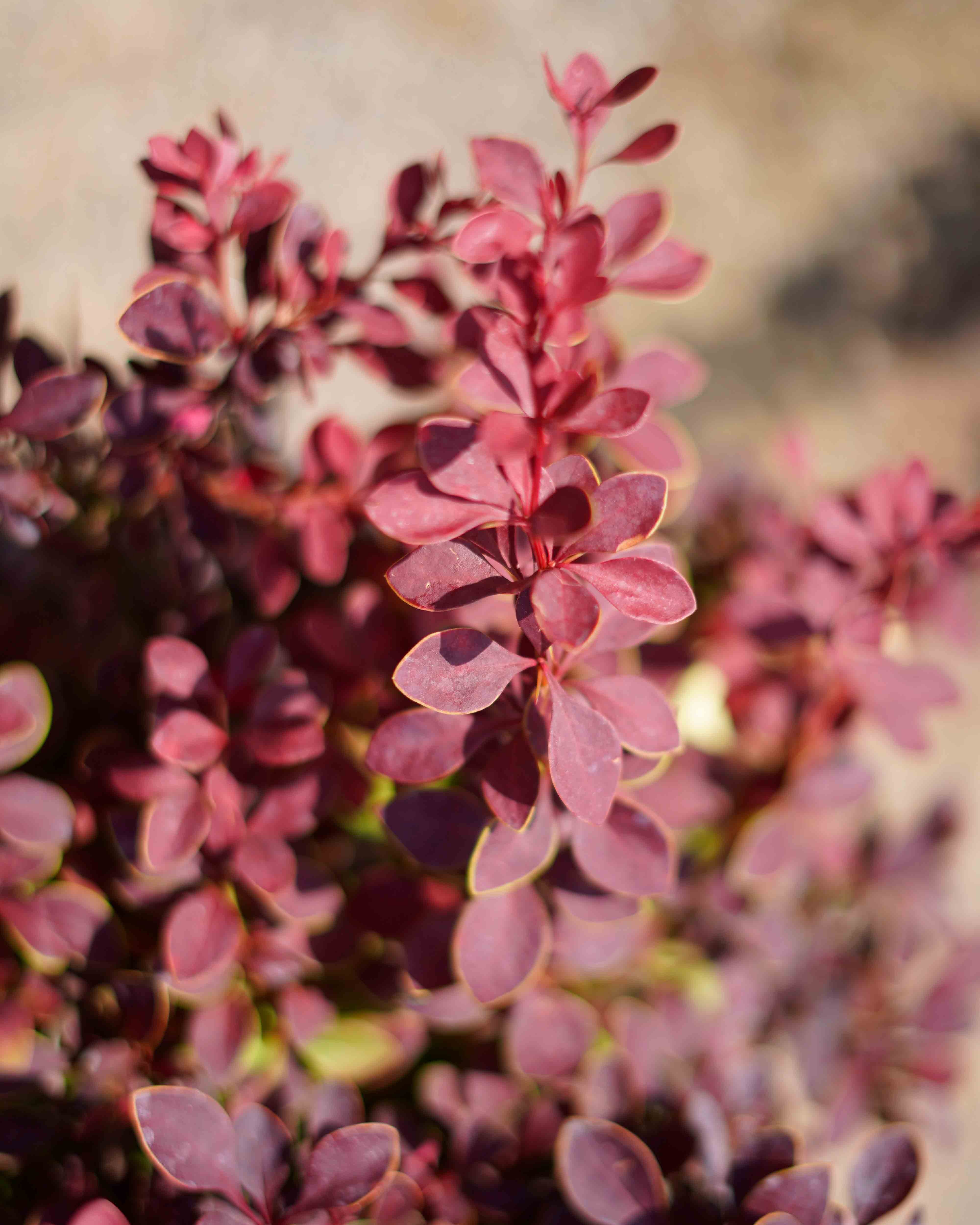 berberis
