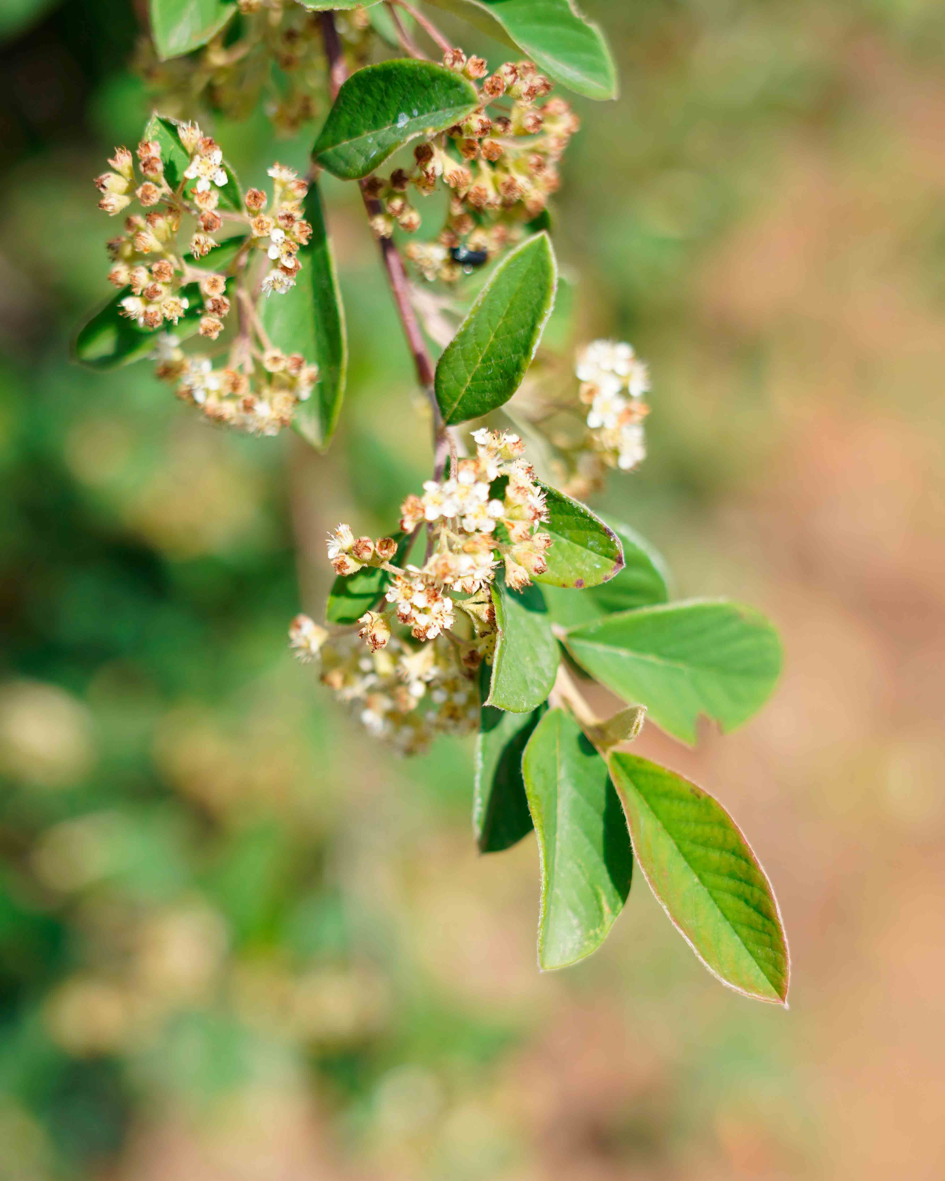 cotoneaster