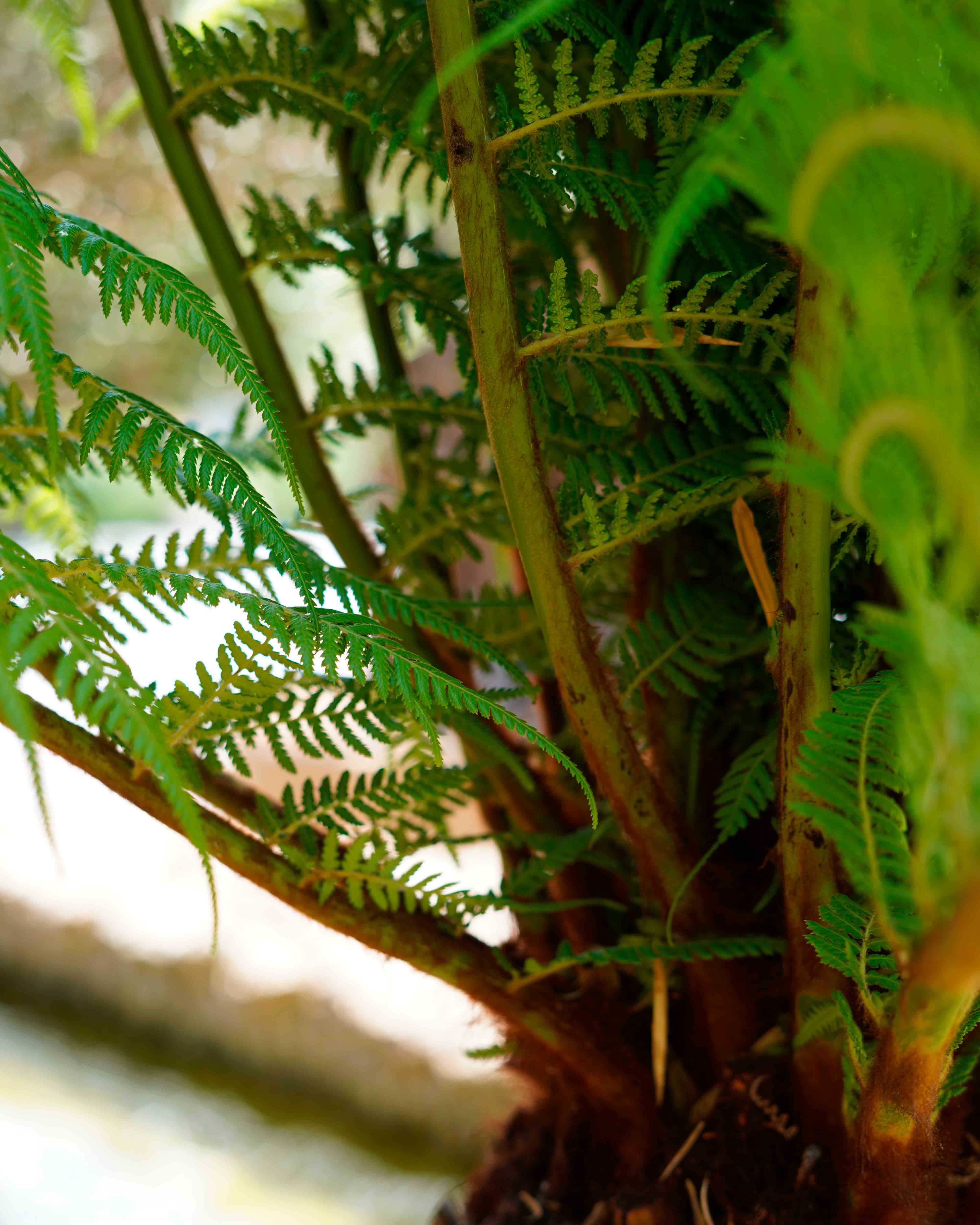 dicksonia
