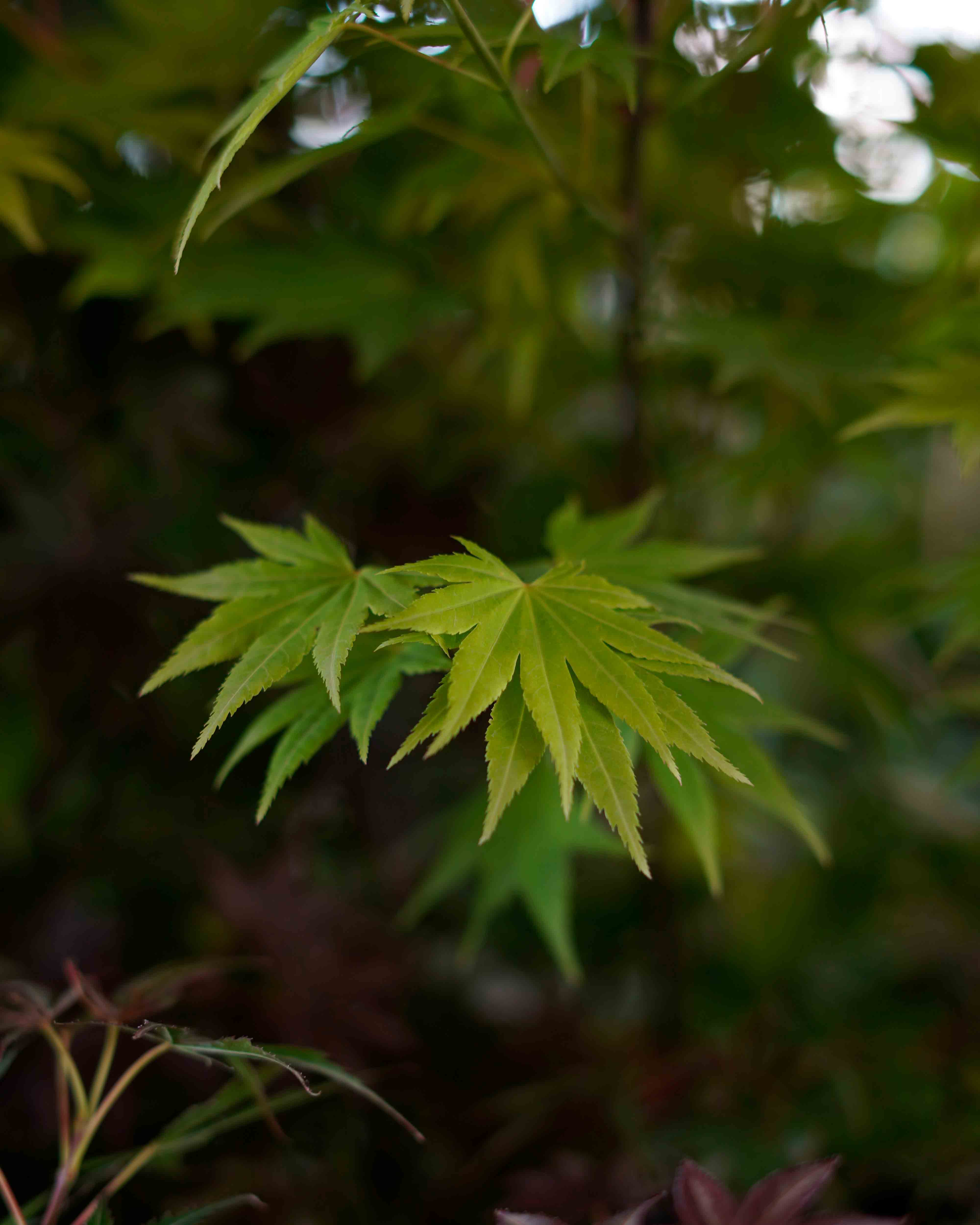 acer