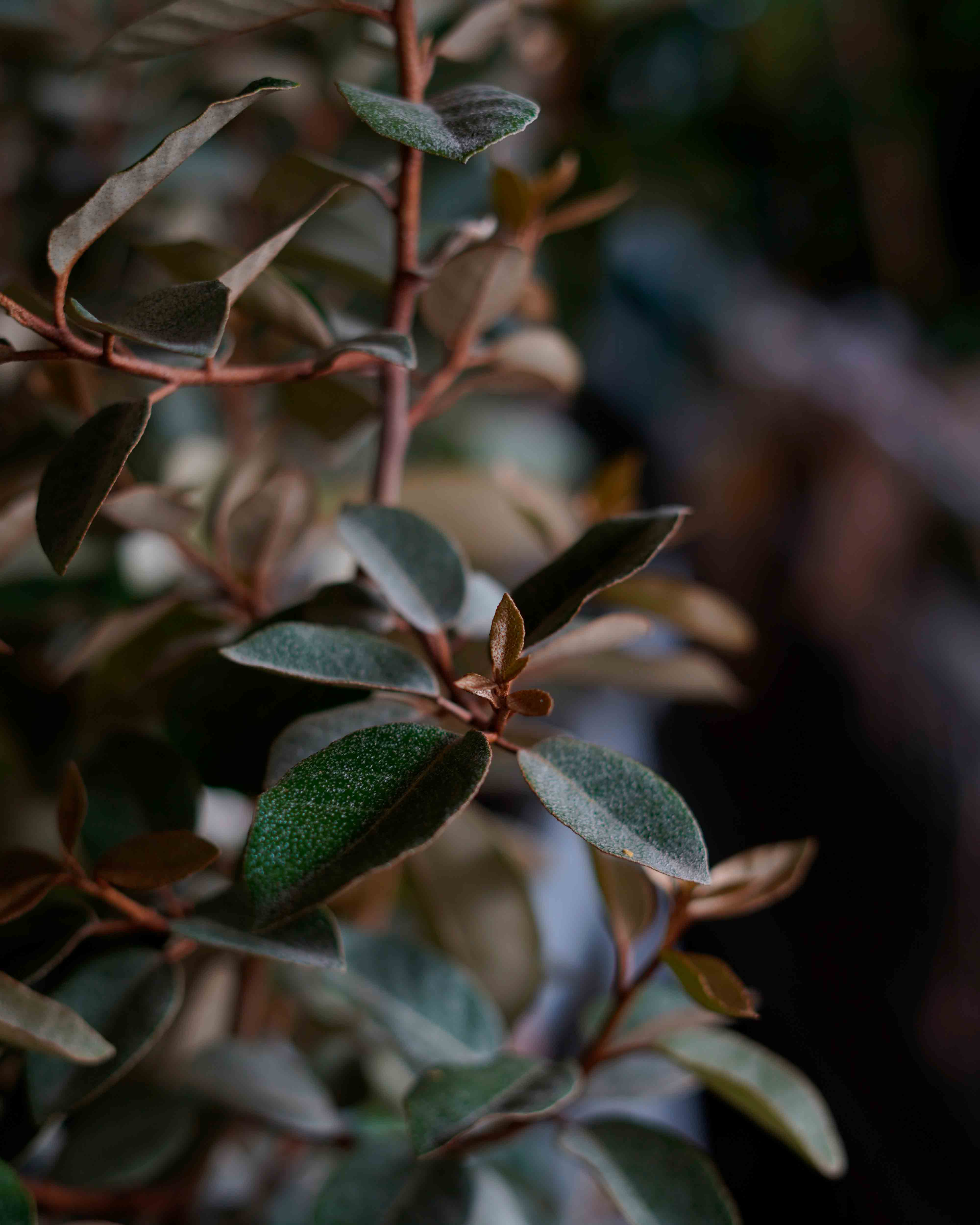 elaeagnus