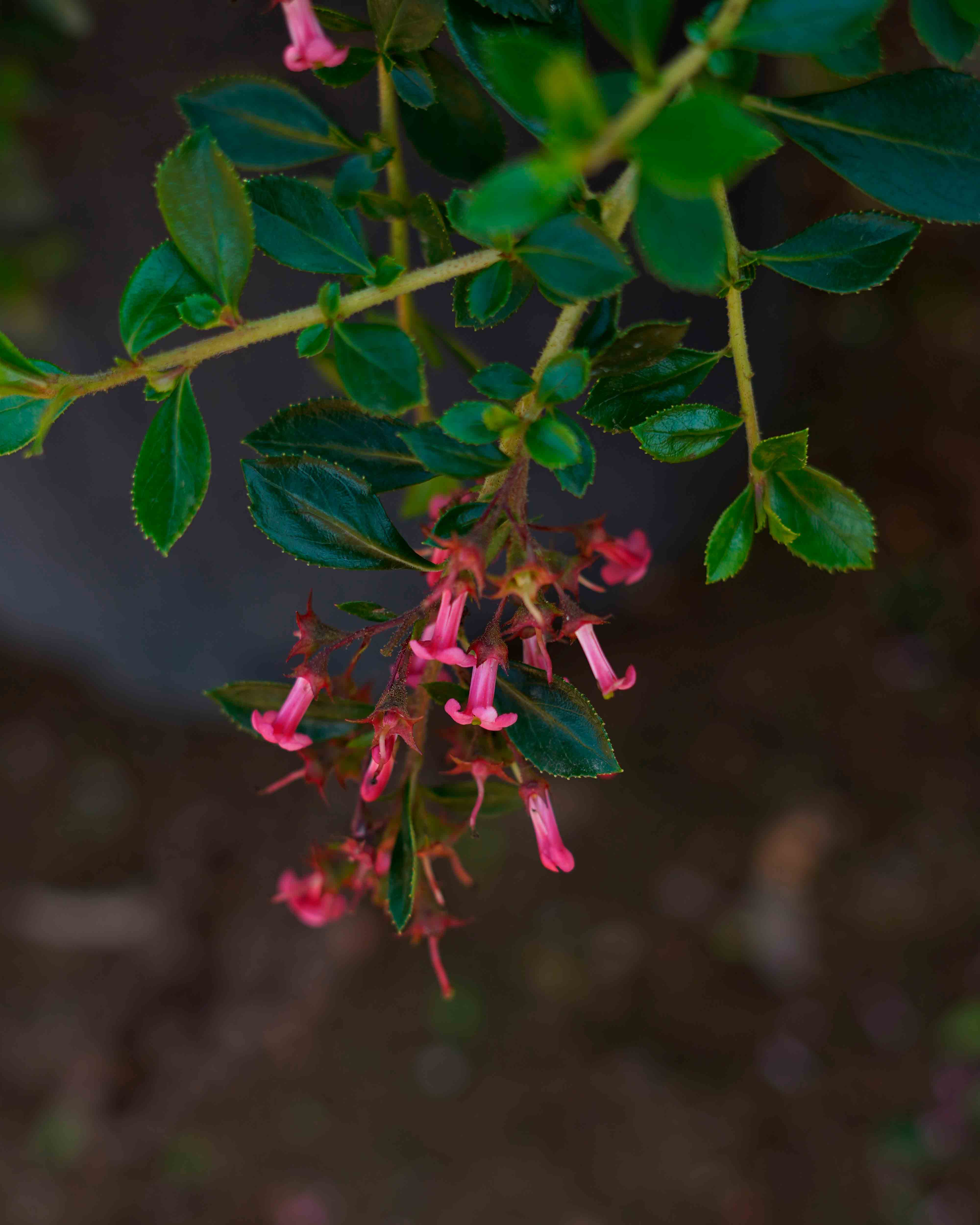escallonia