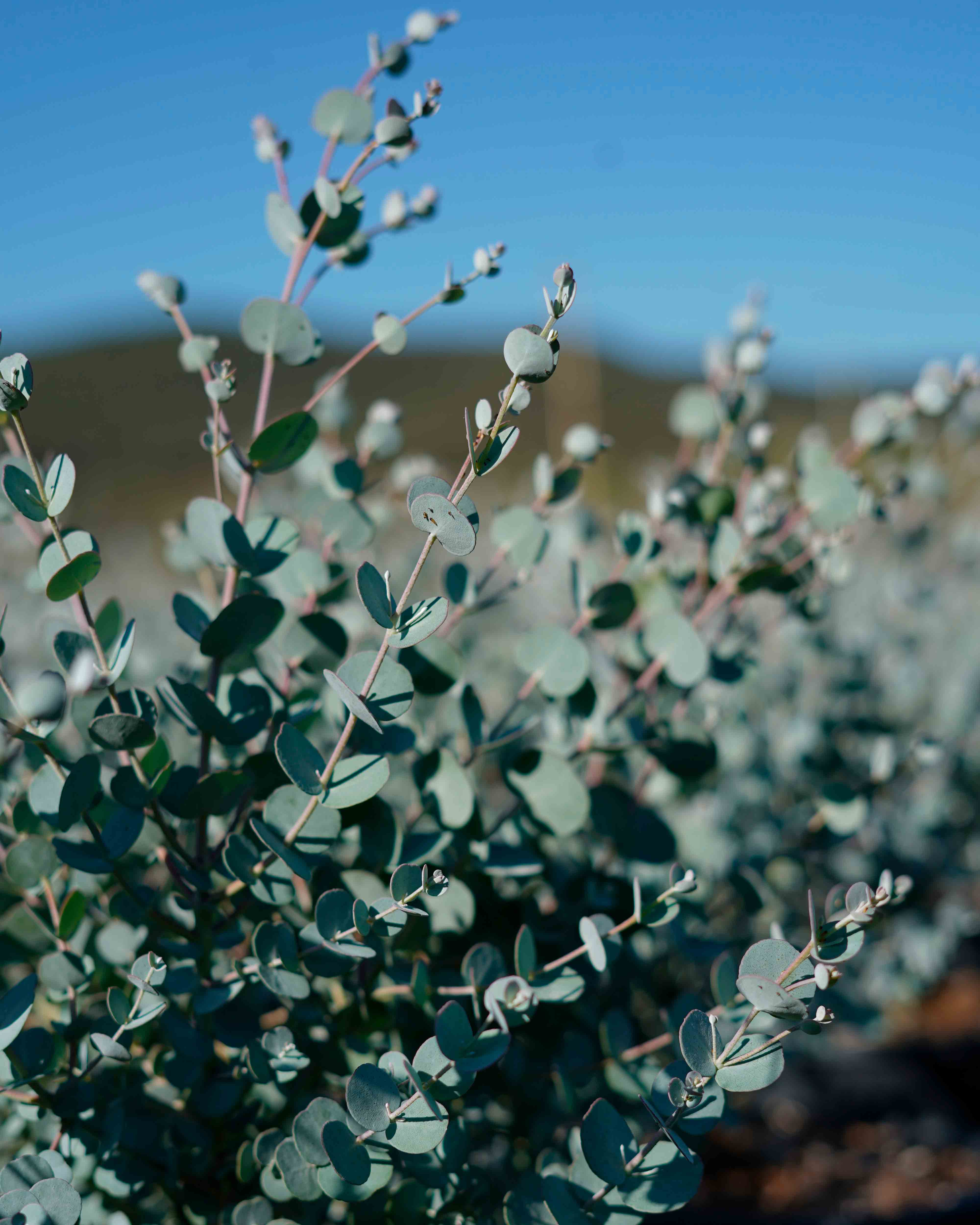 eucalyptus gunni
