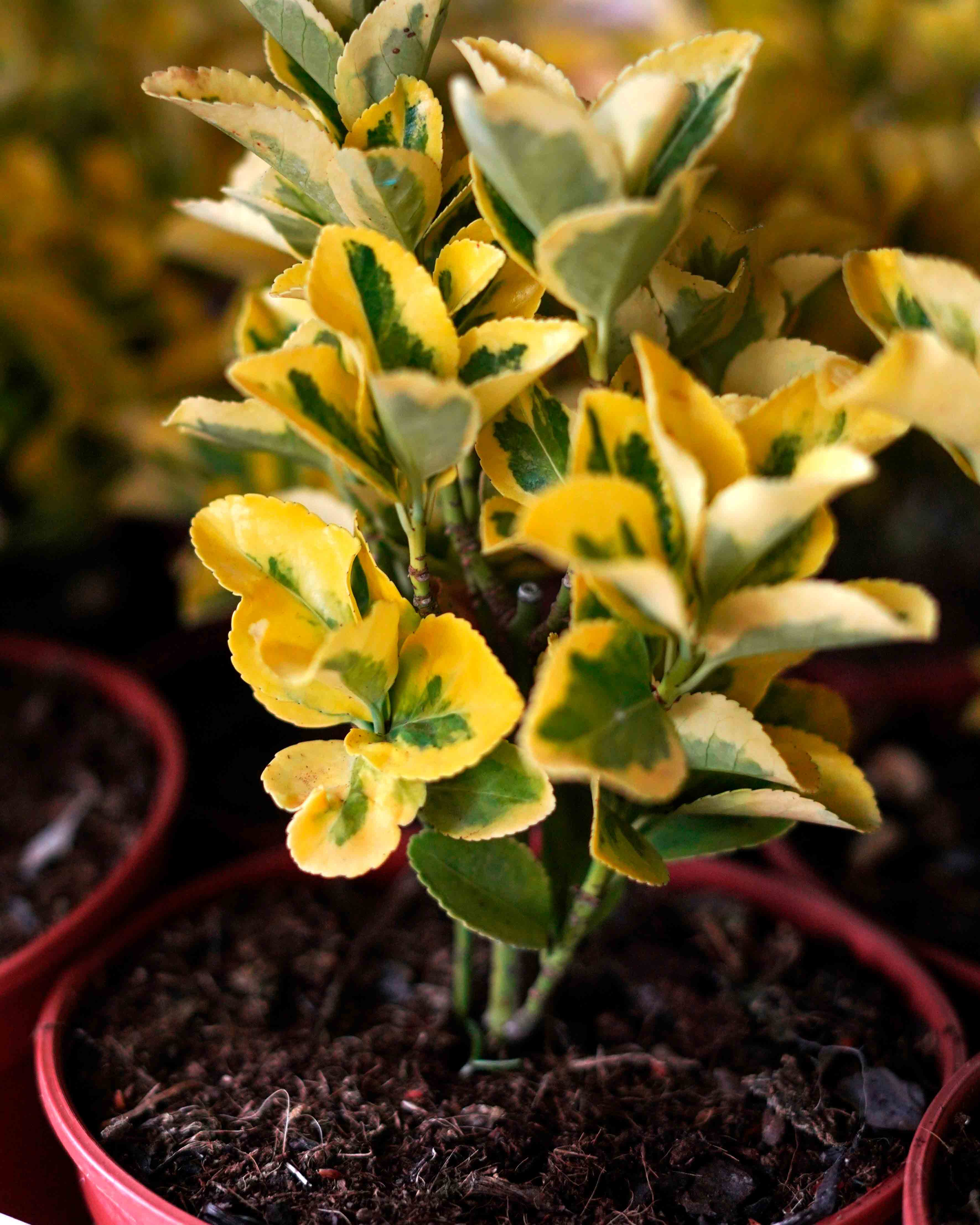 euonymus