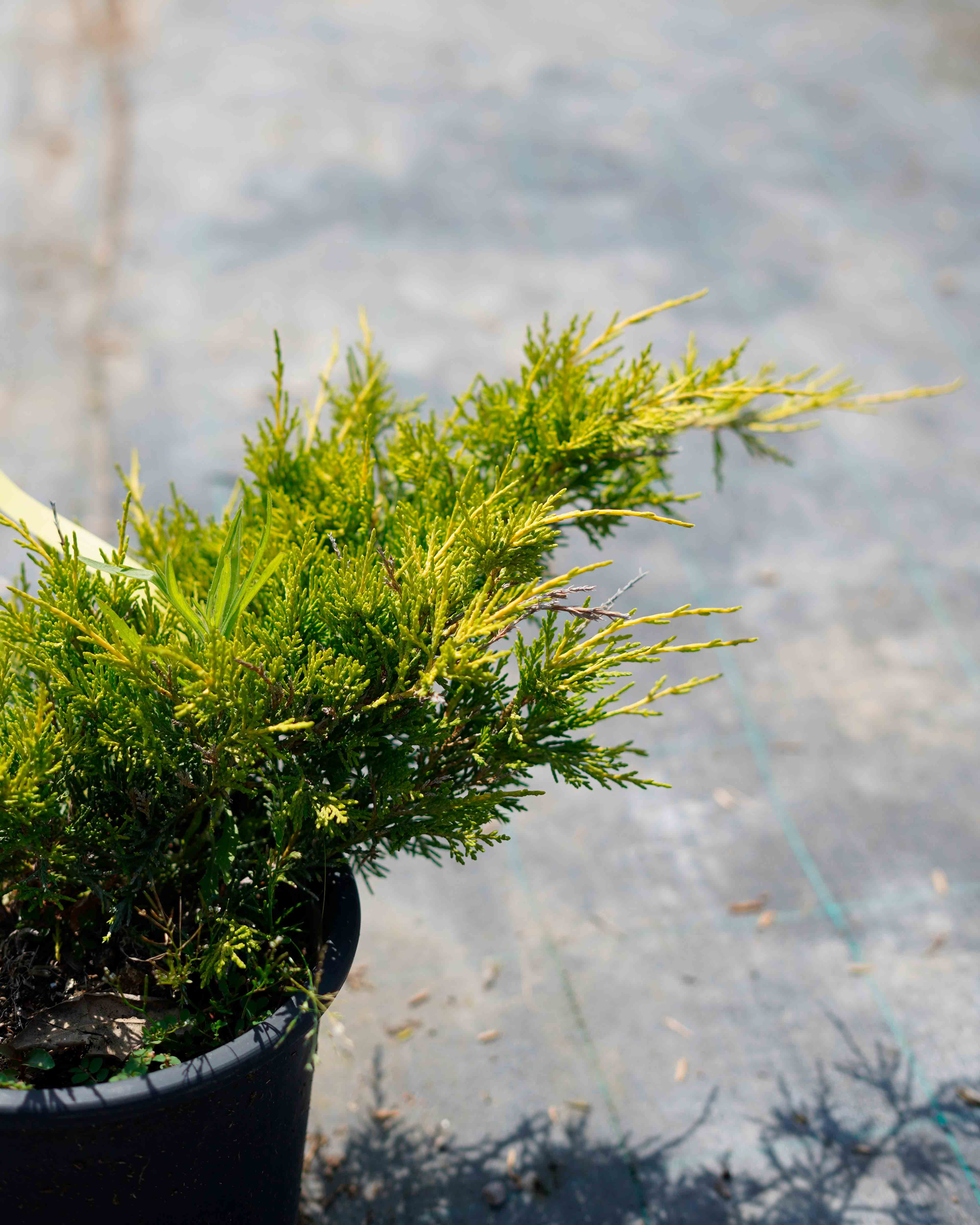 juniperus