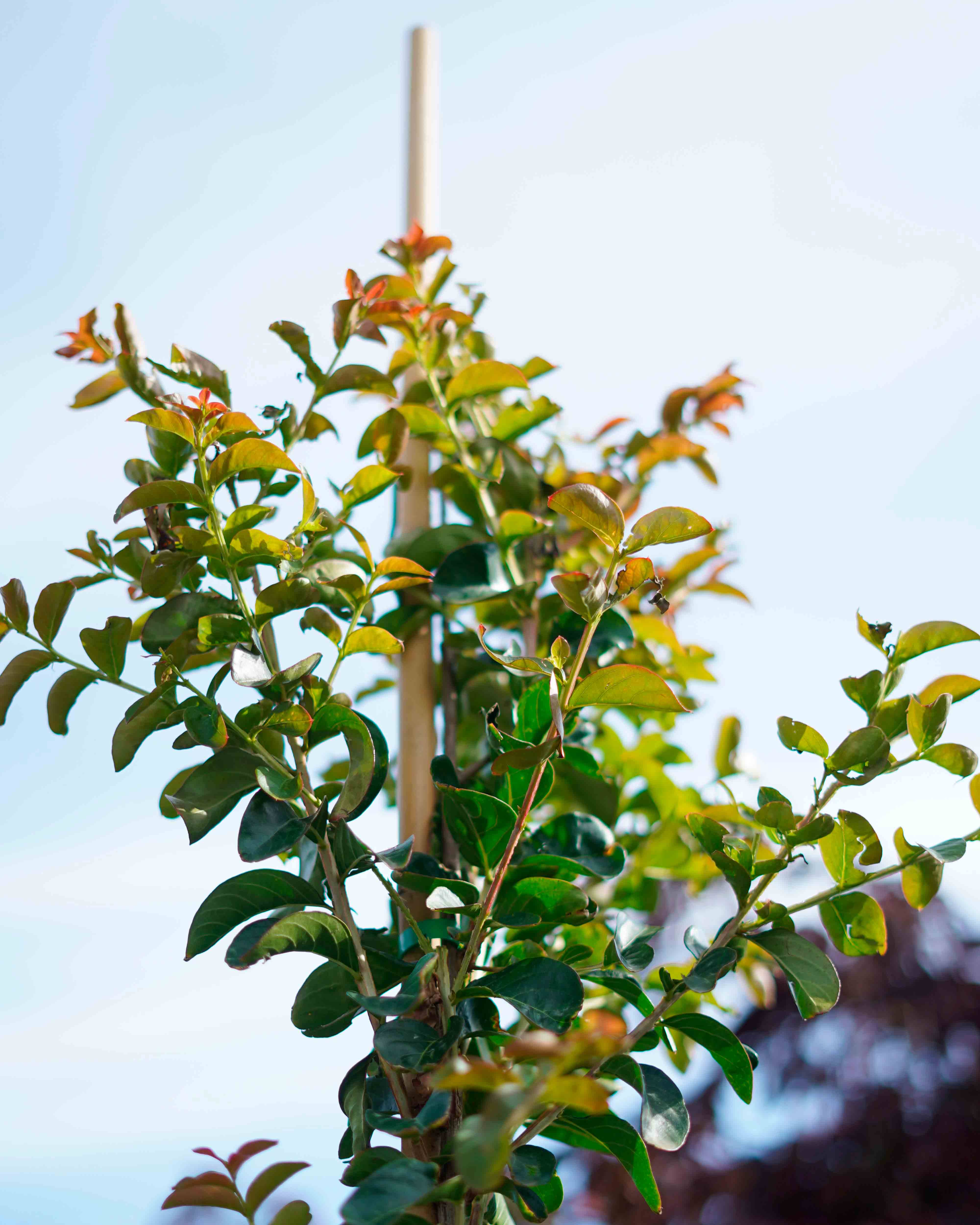 lagerstroemia