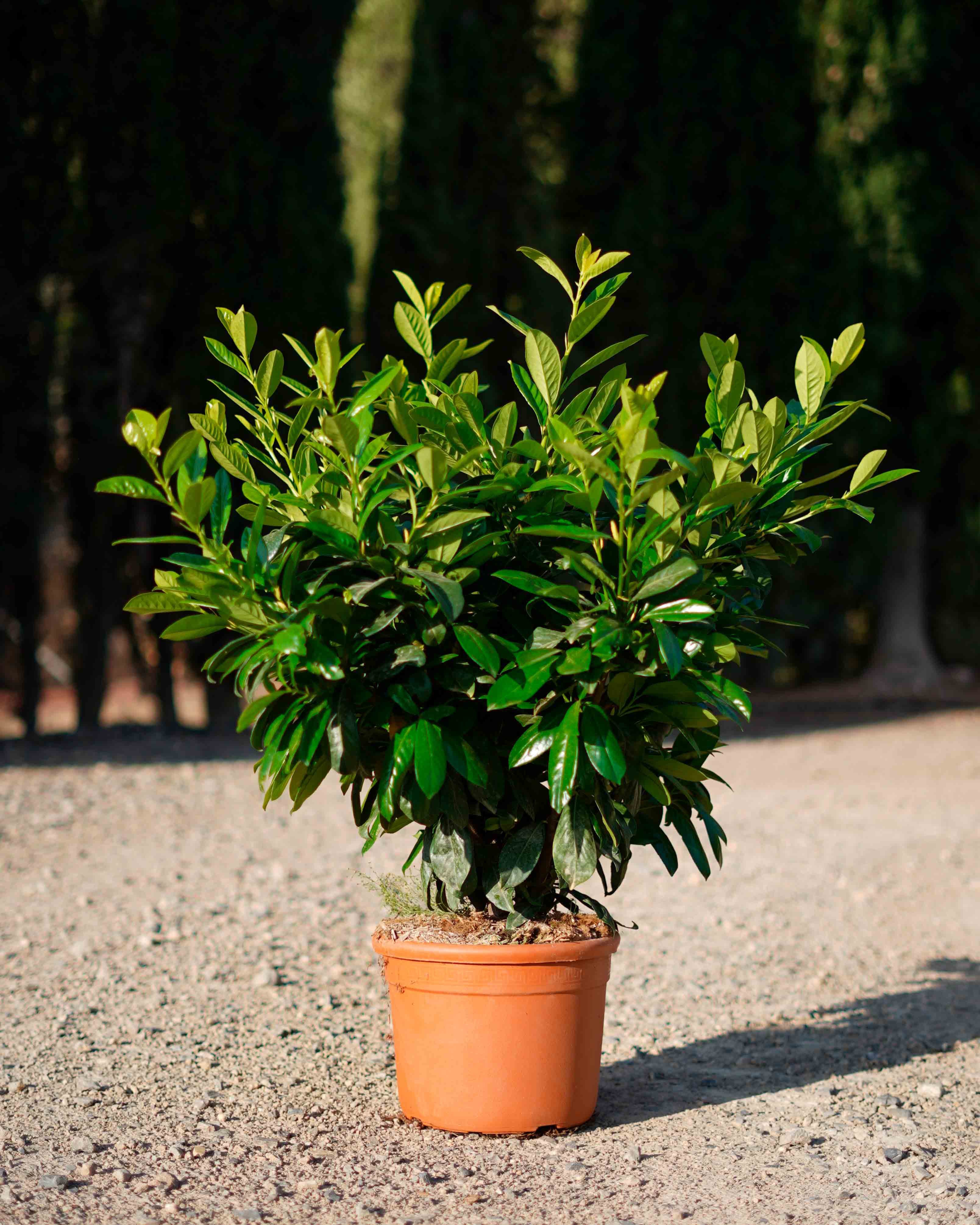 prunus