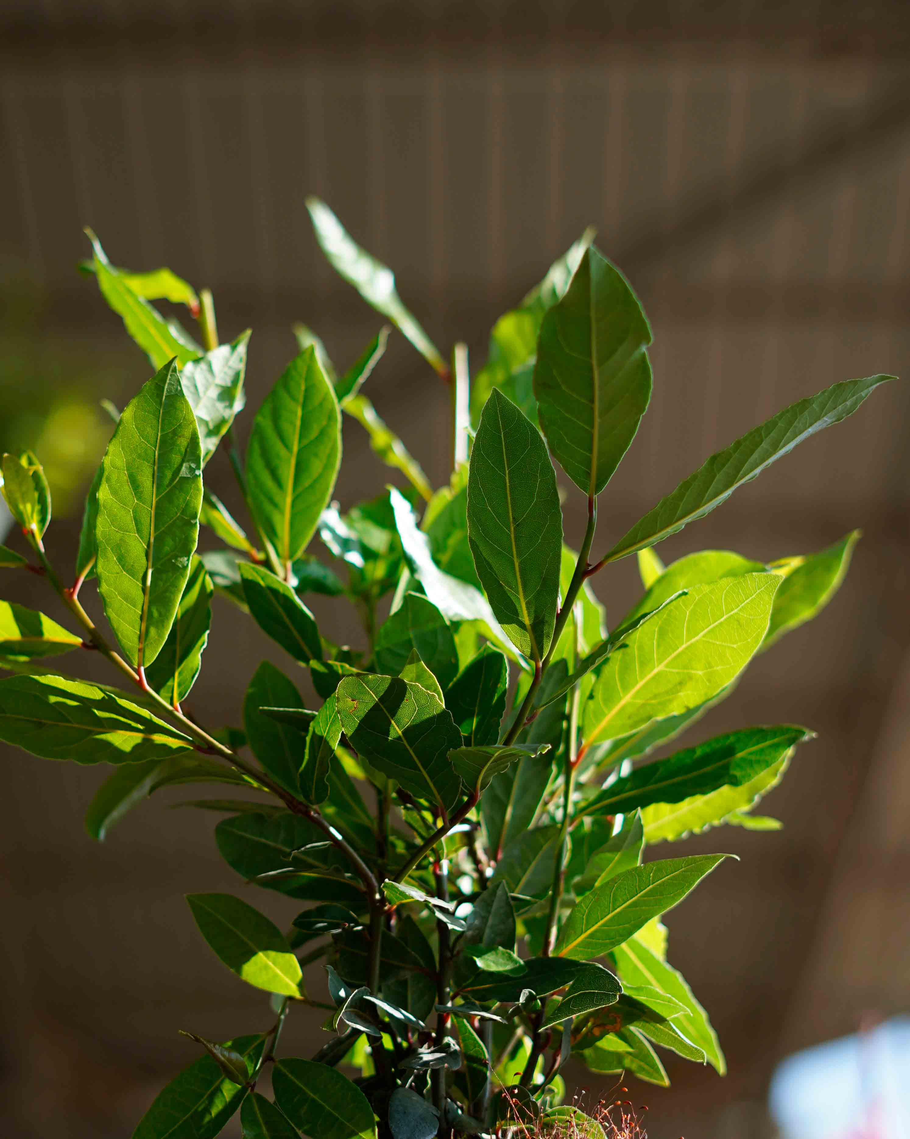 laurus nobilis