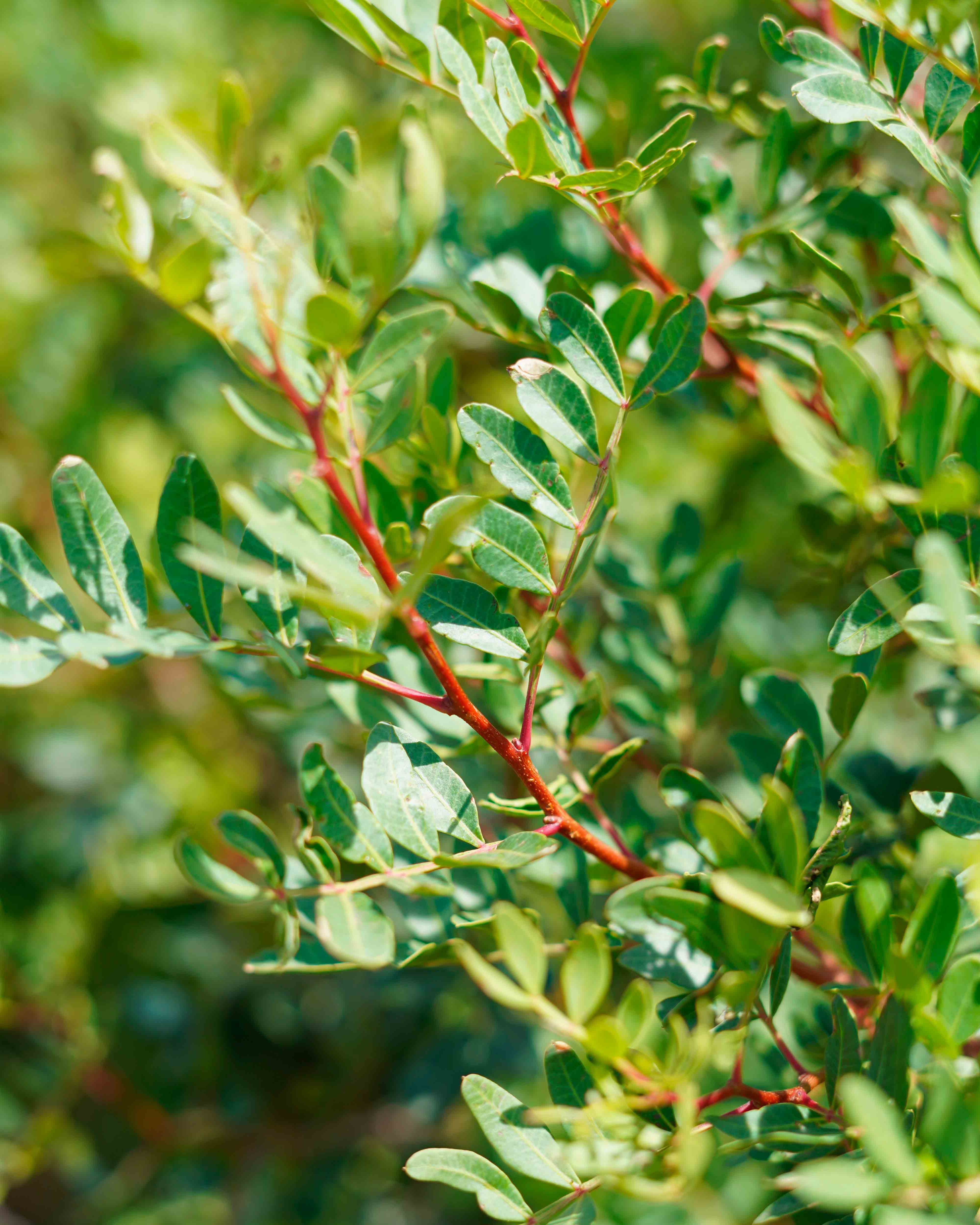 pistacia