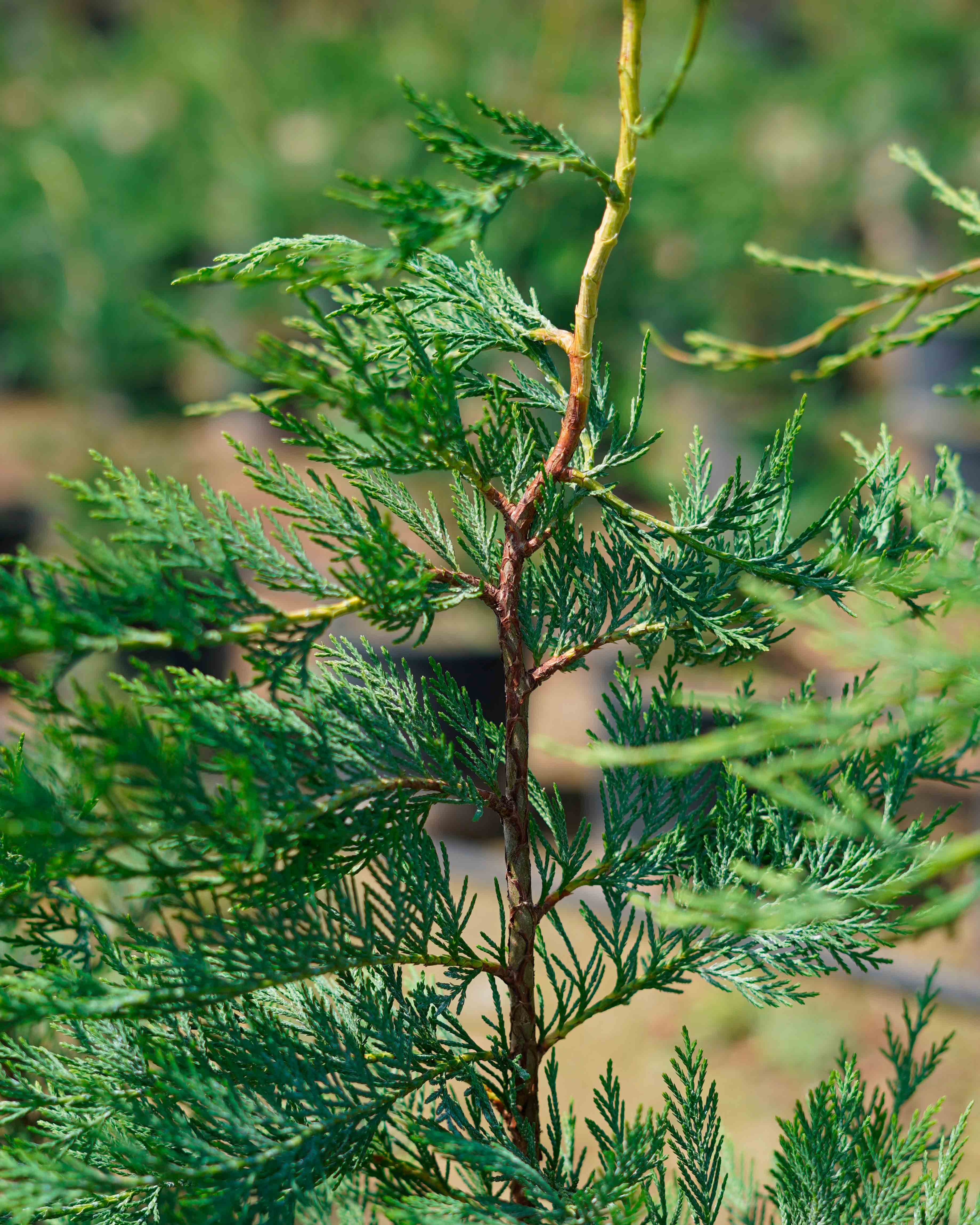 leylandii