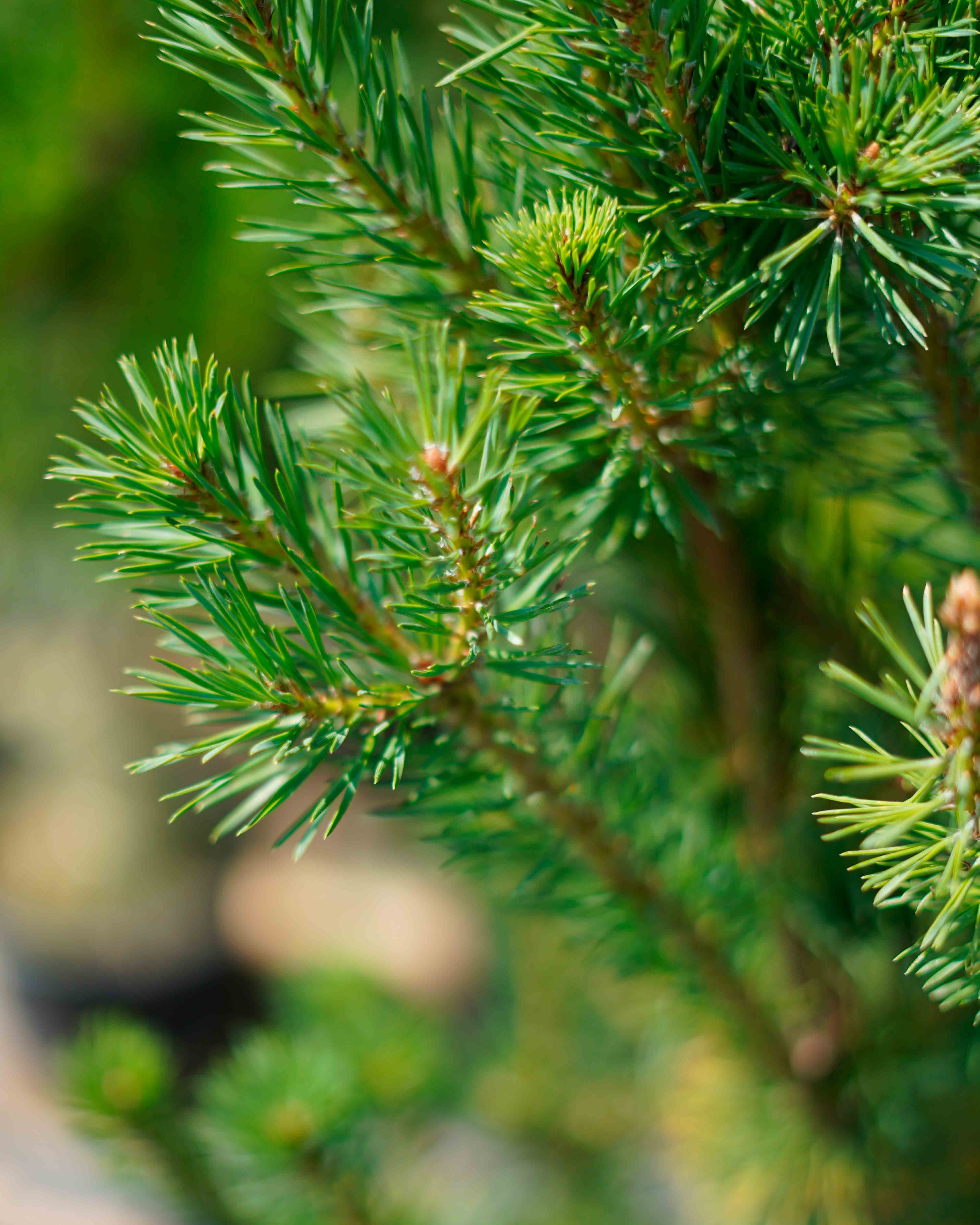 pinus