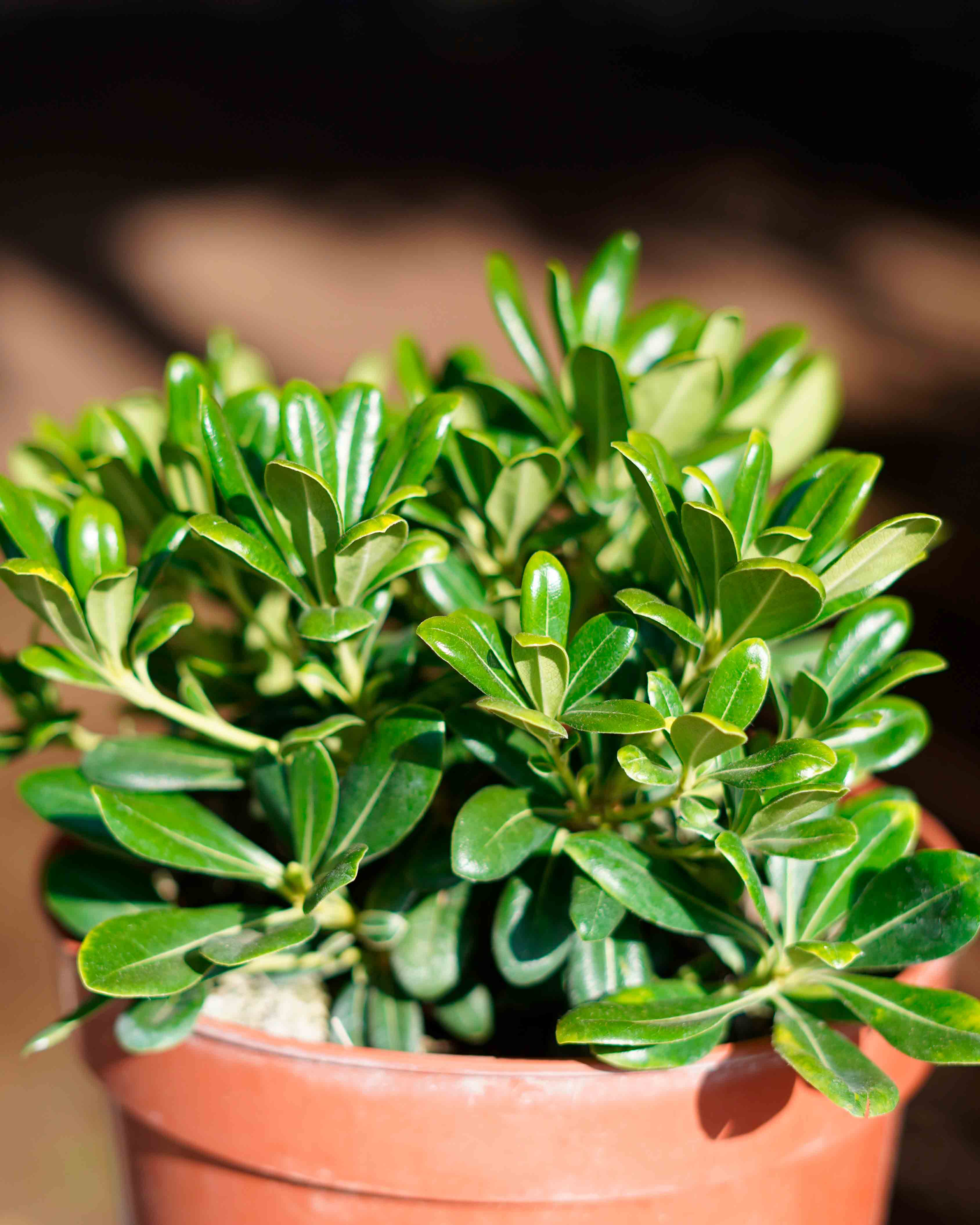 pittosporum tobira