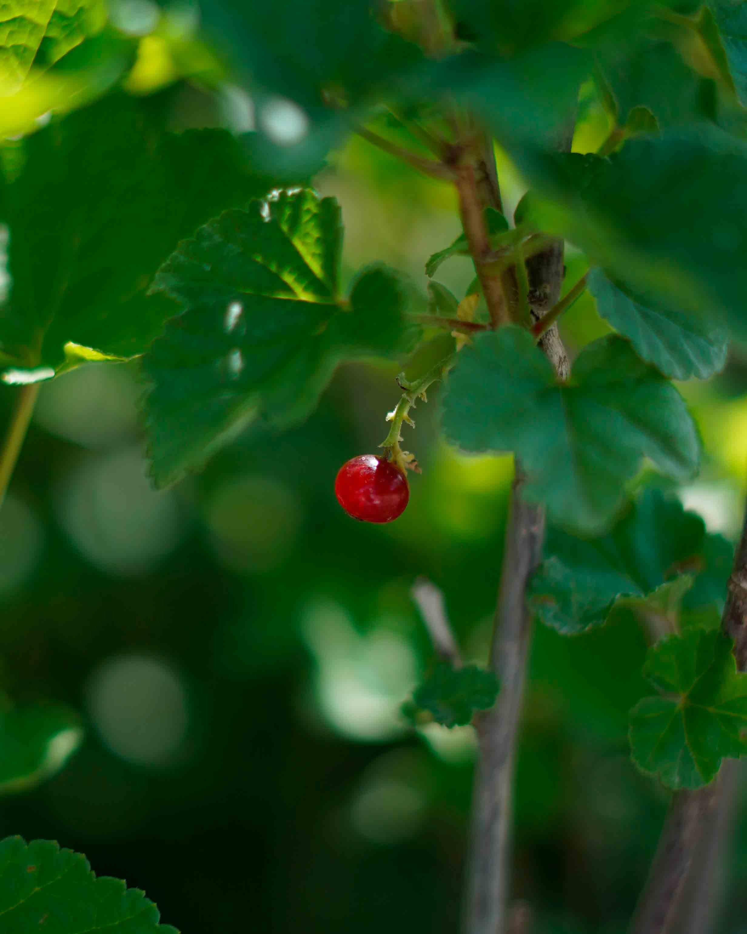 ribes