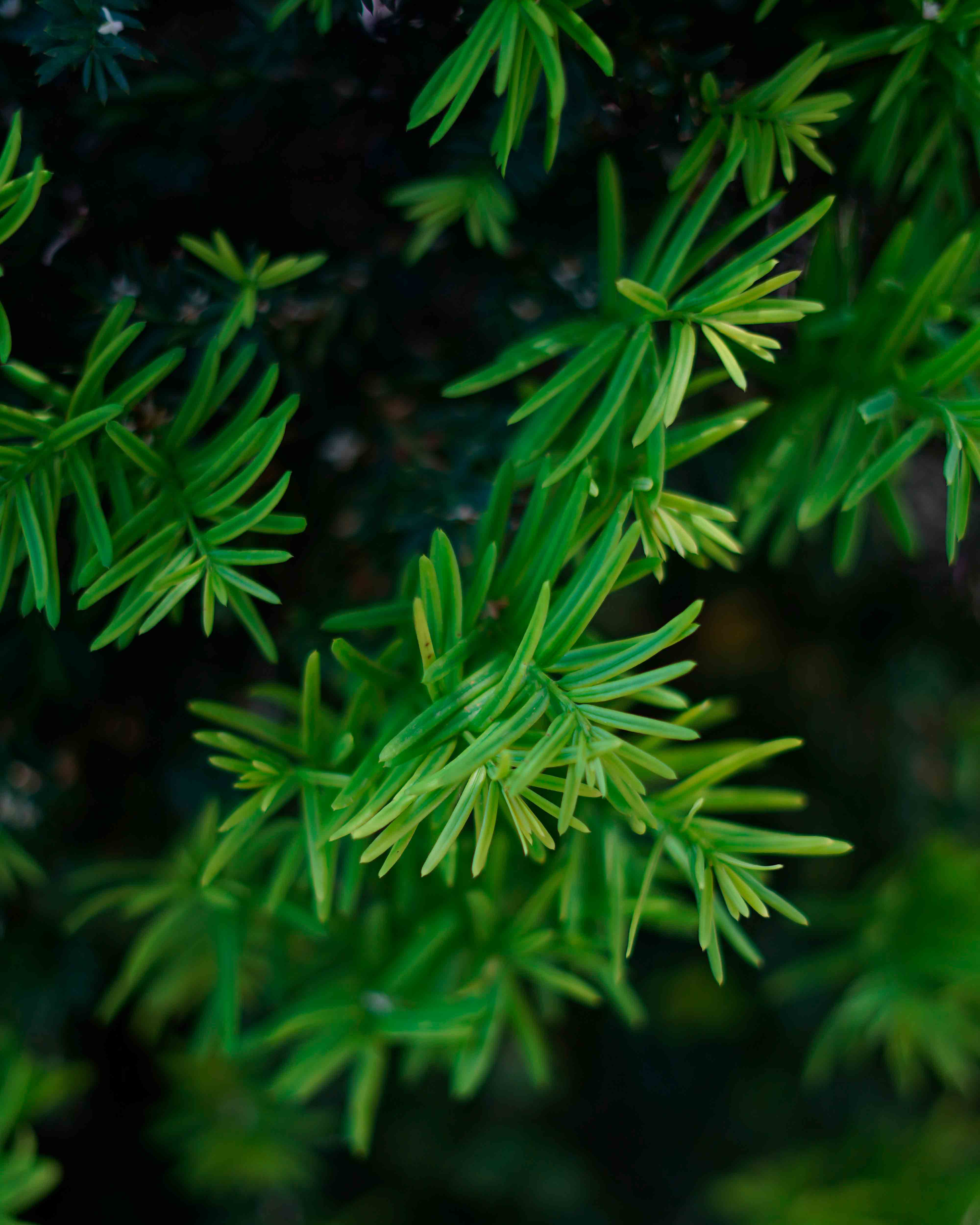 taxus