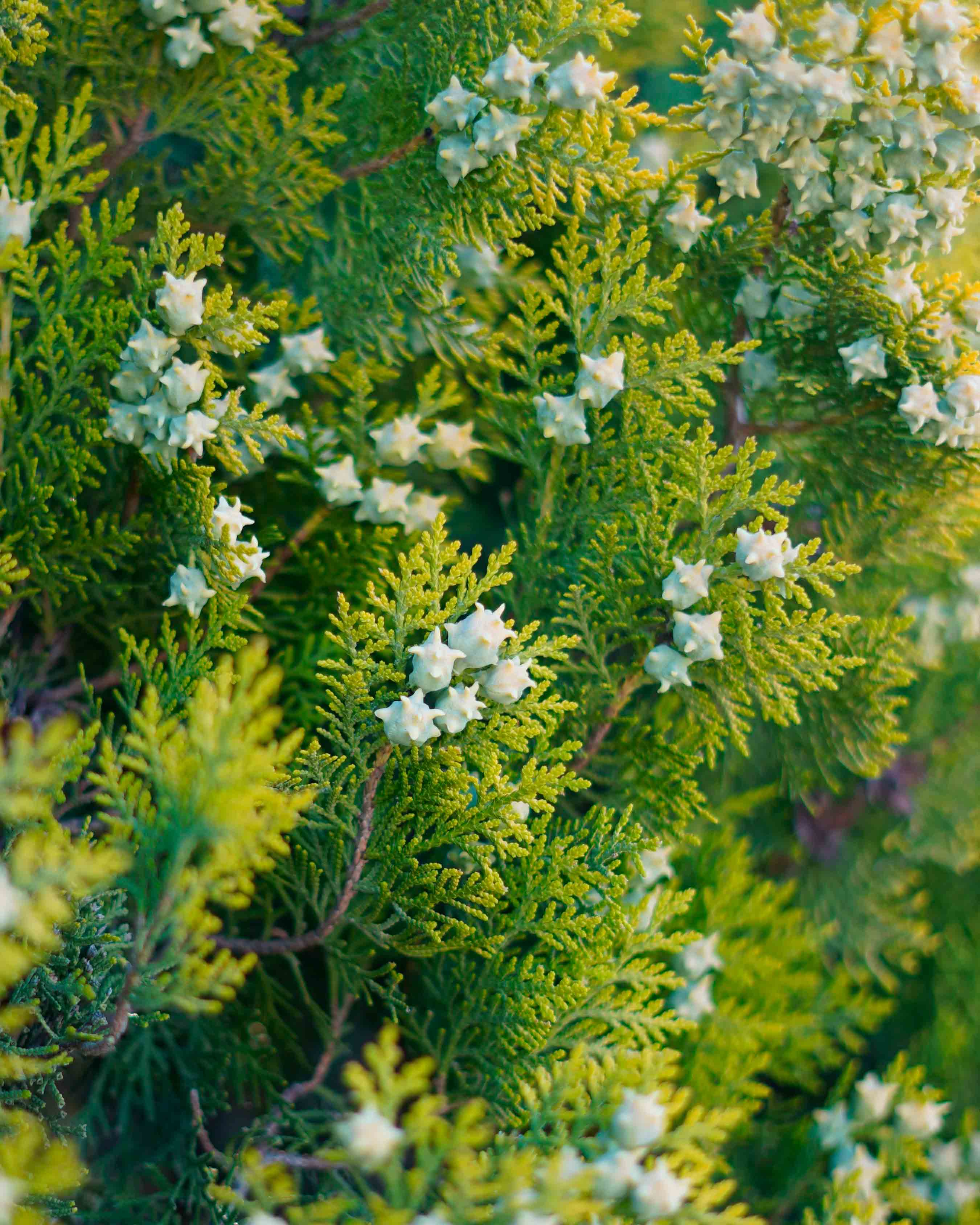 taxus