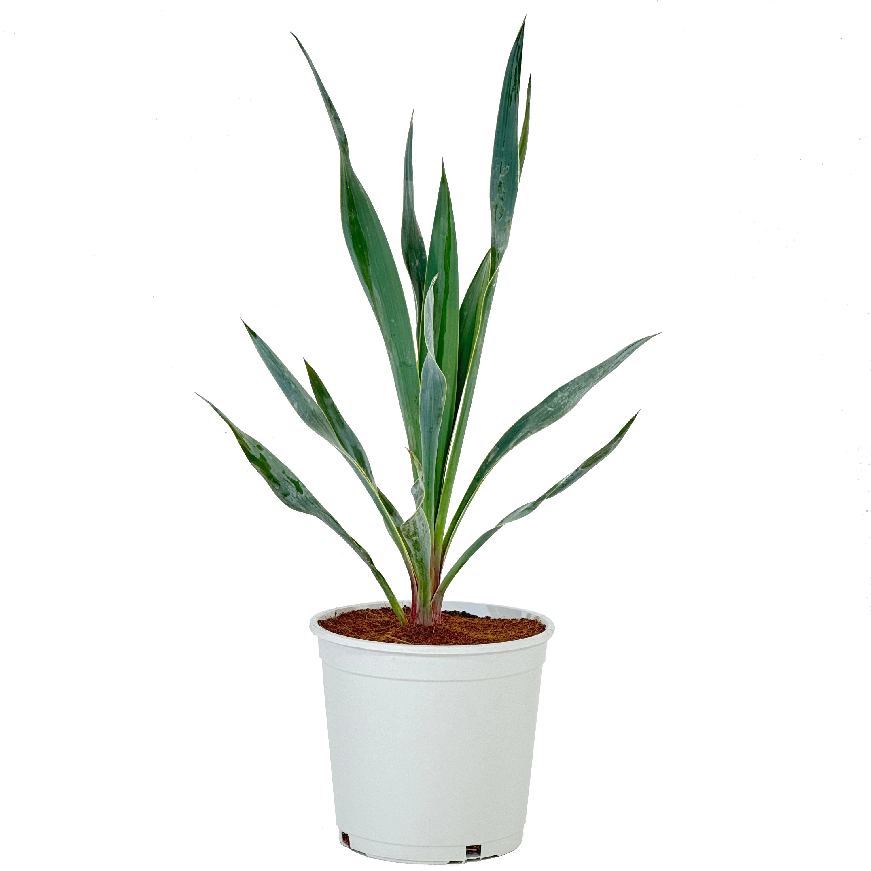 yucca pallida