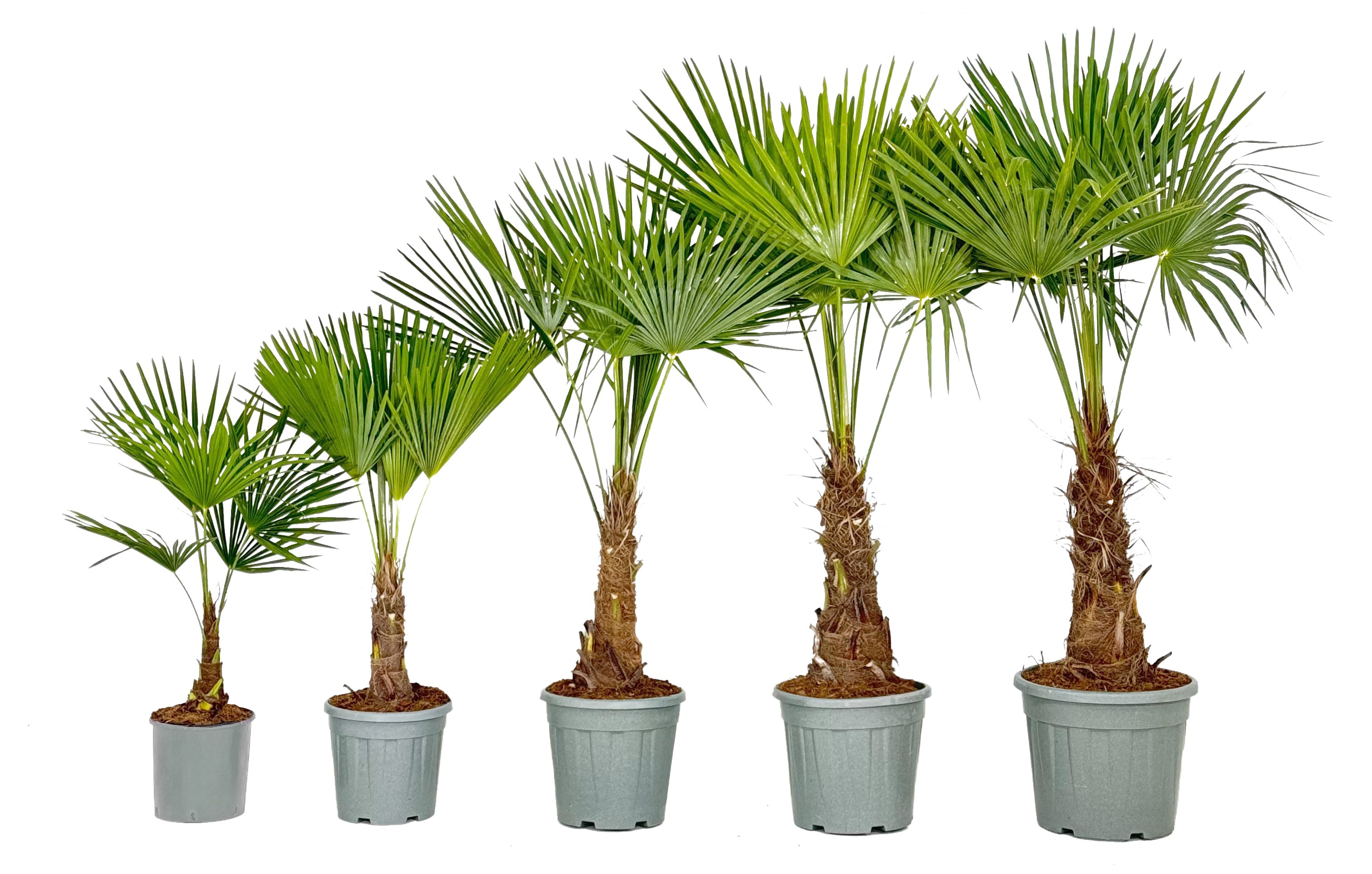 trachycarpus
