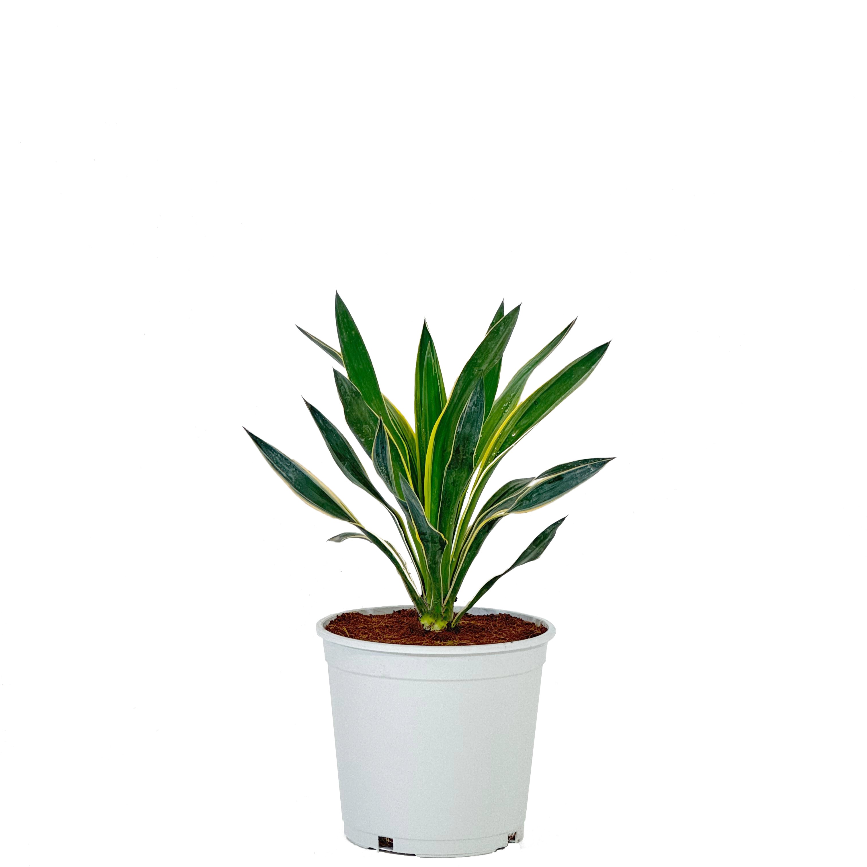 variegata