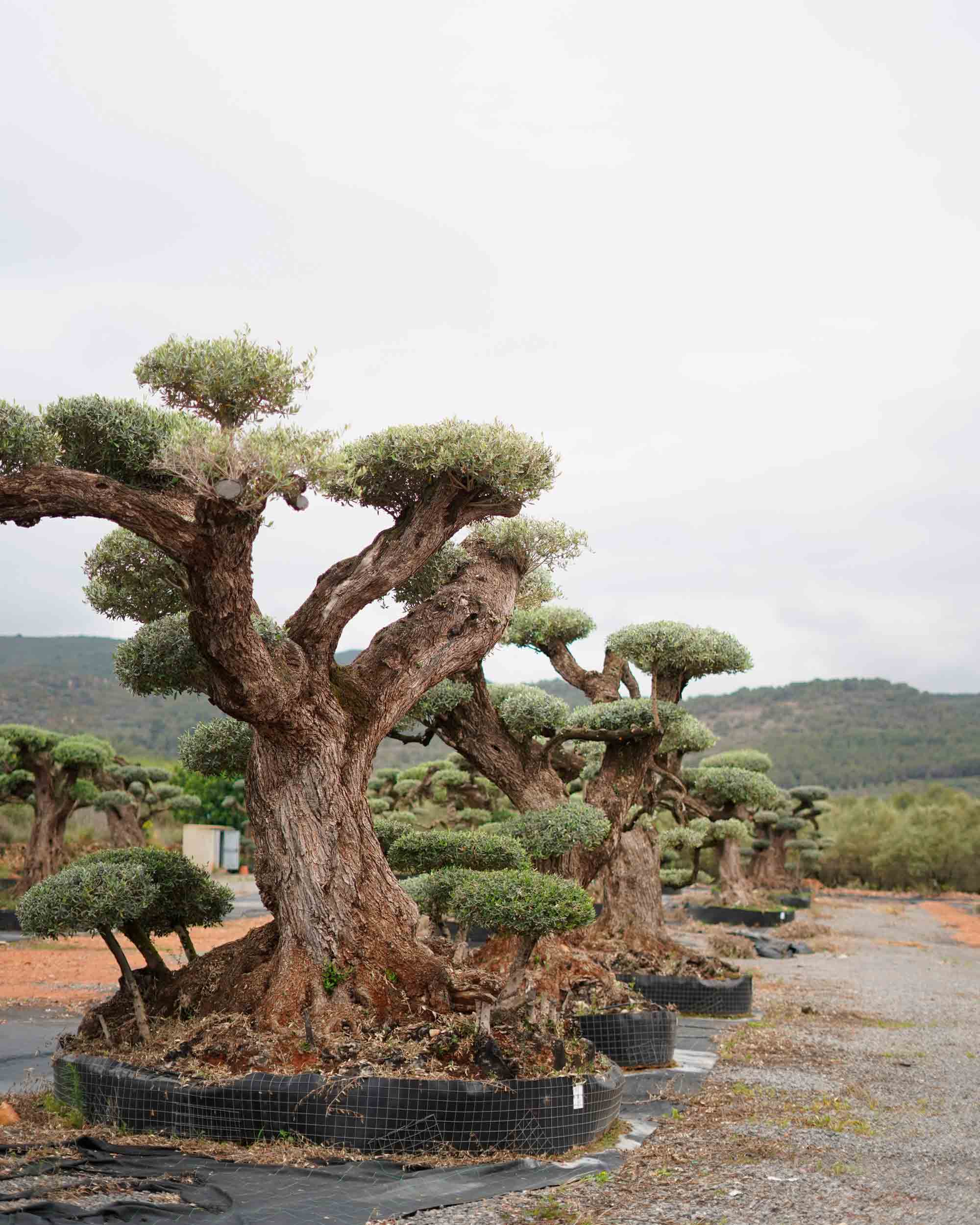 olea europaea olivo