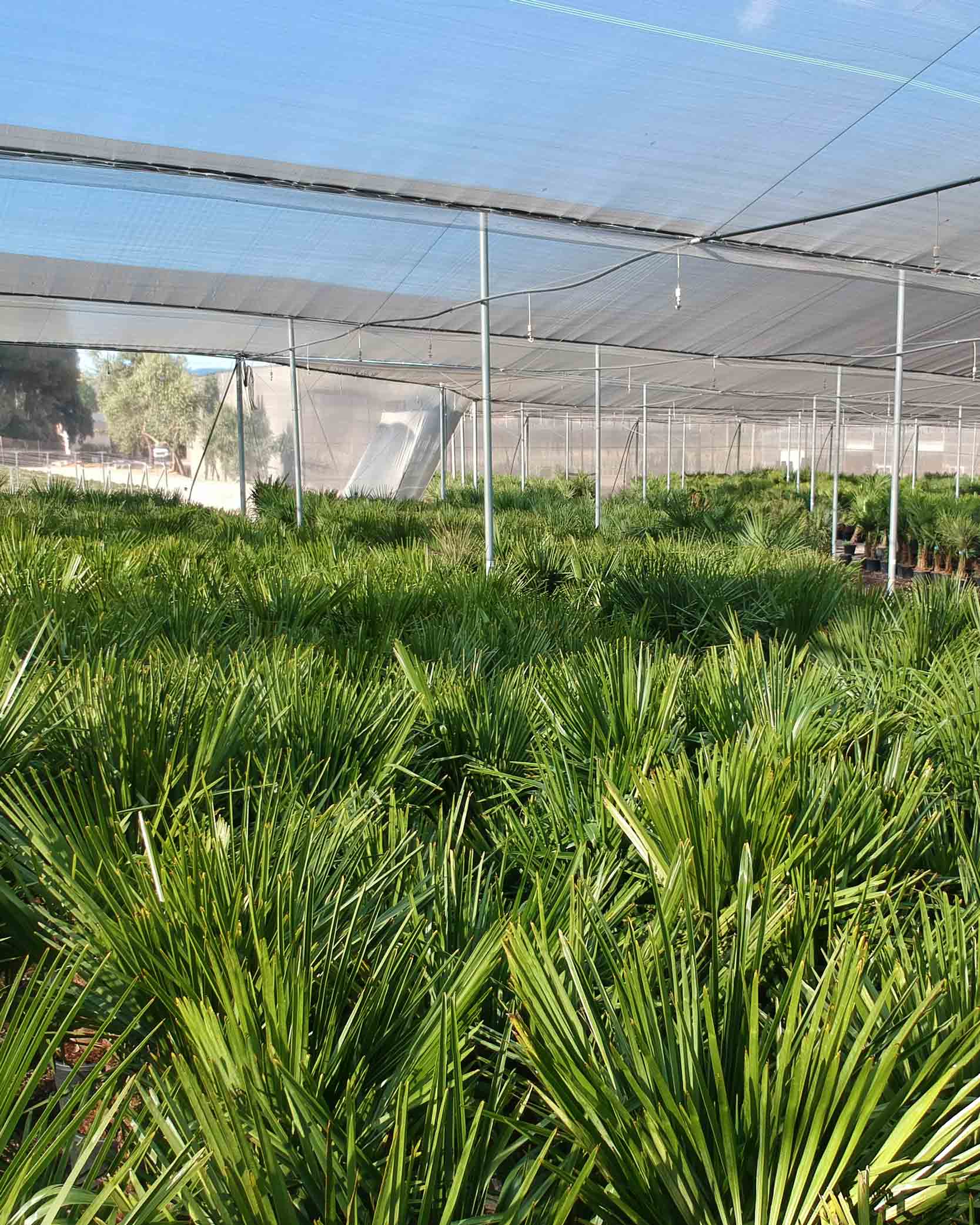 trachycarpus
