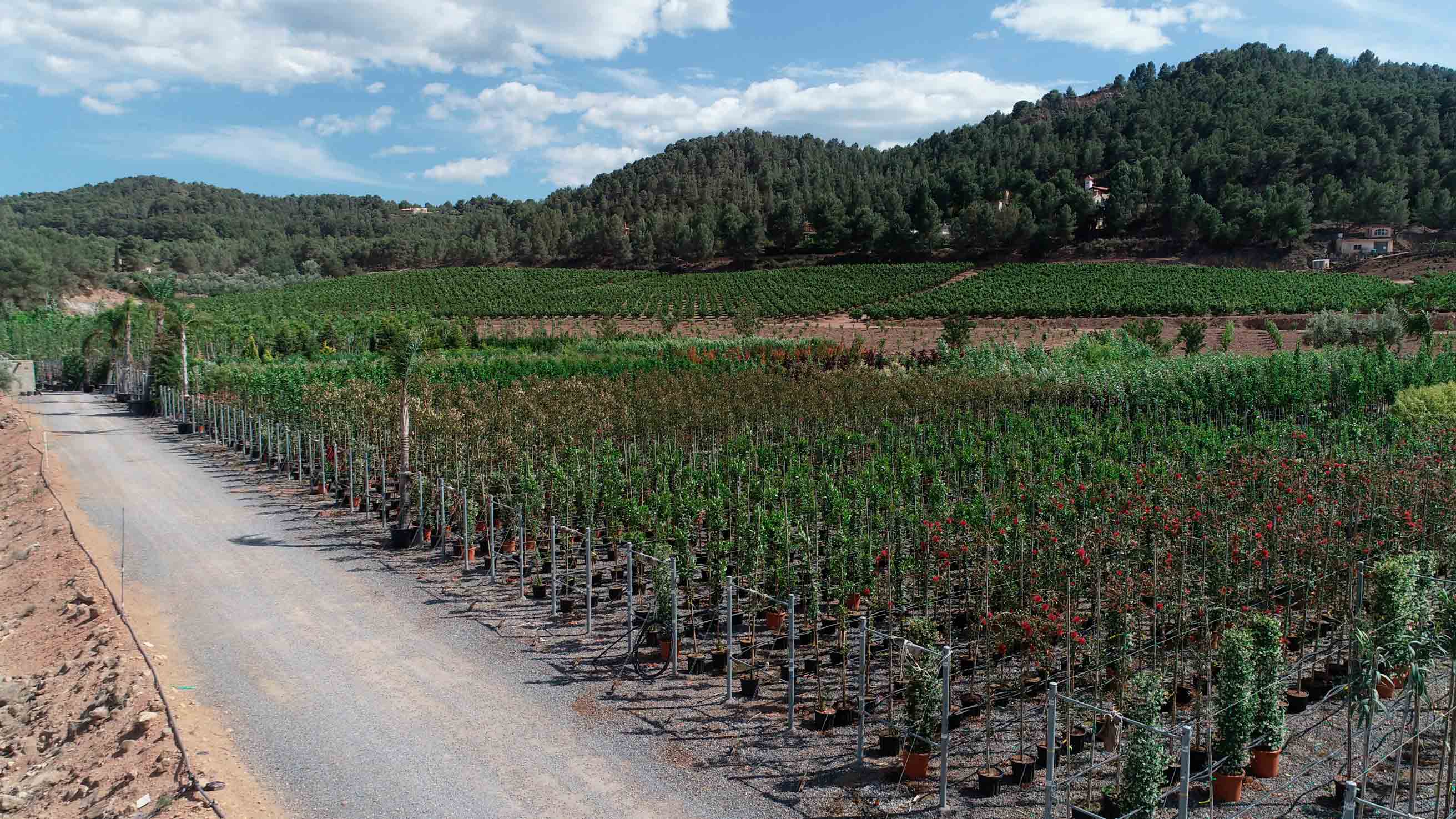 arbolado arboles