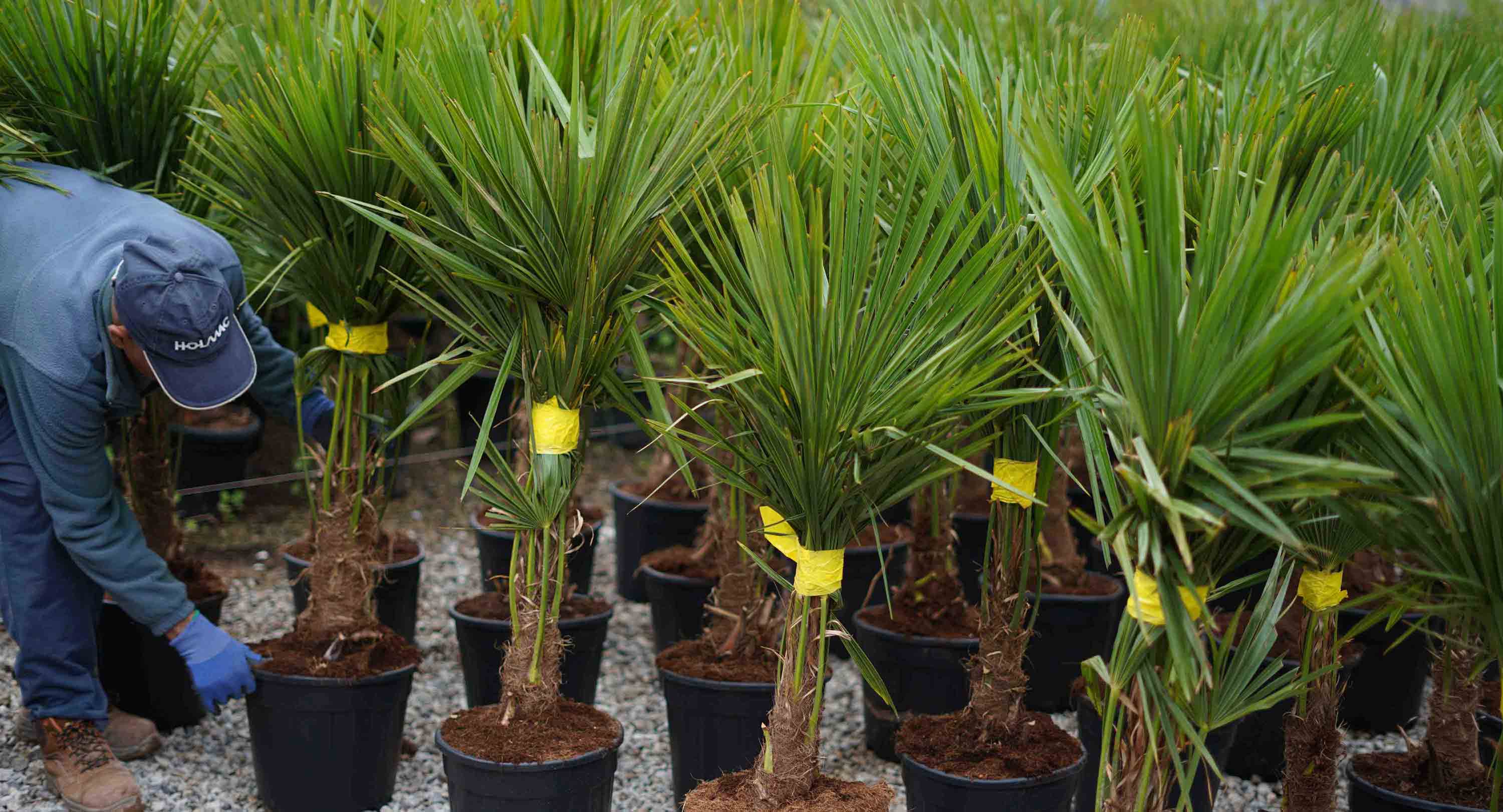 worker arranging plants