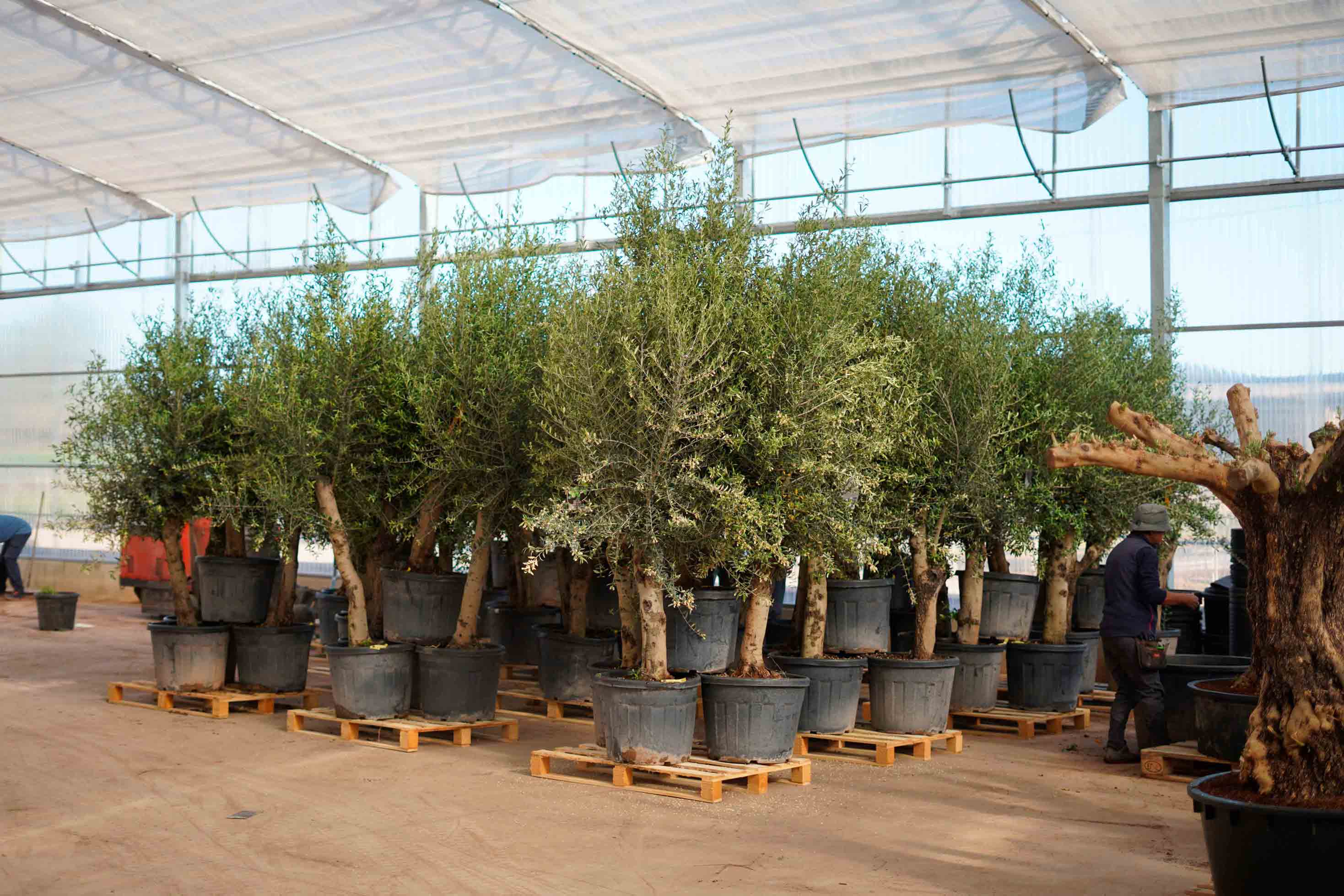 olivos